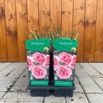 Ruža veľkokvetá (Rosea) ´THE QUEEN´ - výška 10-20 cm, P11